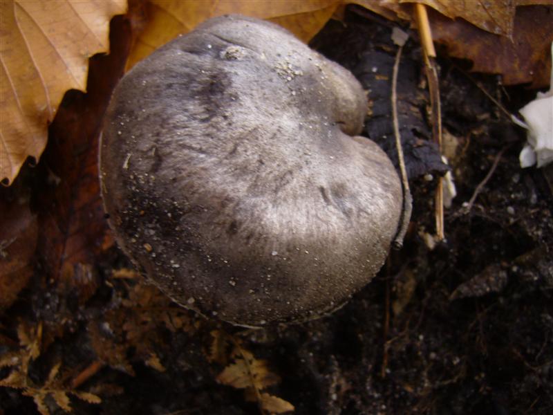 Tricholoma sp.